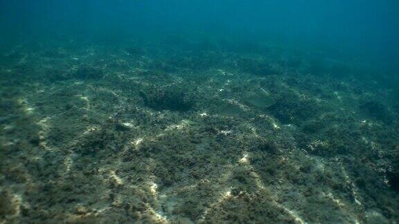绿松石海底长满地衣海洋动植物鱼类和其他海底生物水下的背景