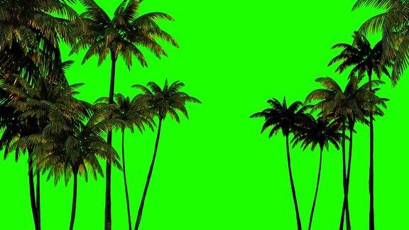 3d动画的键控三棵棕榈树上的绿色色键