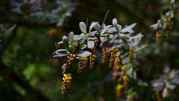 达尔文的小檗枝桠上挂满了鲜花和雨后滴下的4k视频