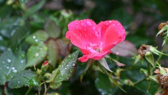 春雨滴在玫瑰丛中