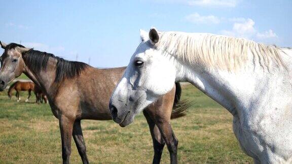 棕色和白色的马正站在农场里摇着尾巴背景是一群马特写镜头