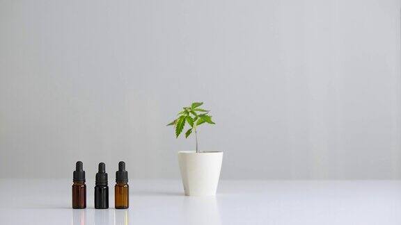白色桌子与大麻植物在陶器手放下一瓶健康的CBD油
