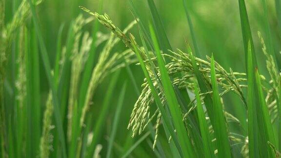 巴厘岛乌布的绿色水稻植株特写