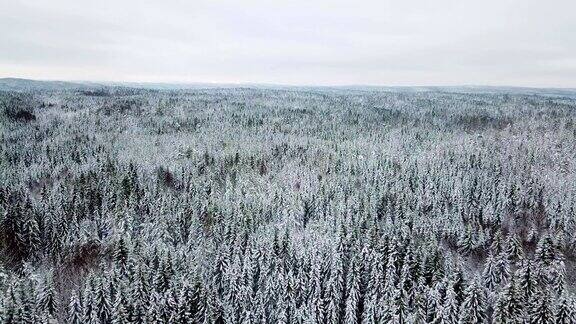 照相机在寒冷的冬天在大森林上空缓慢飞行