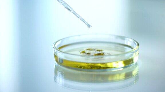 实验室工作人员将化学物质滴在培养皿中的草药上美容
