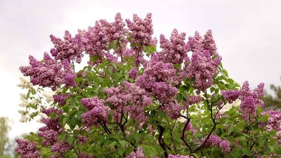 特写美丽的丁香花和叶子