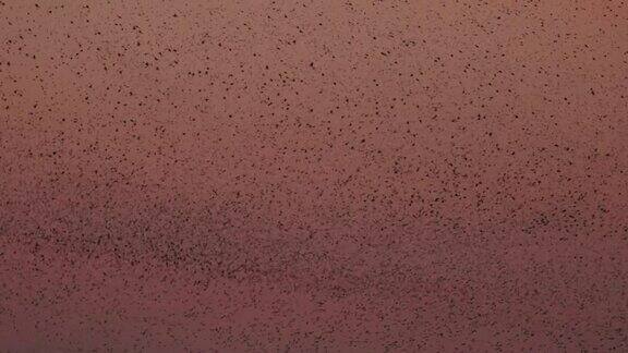 一群椋鸟在罗马的天空中在壮丽的日落