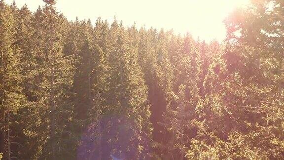 空中飞行云杉森林沐浴在阳光下