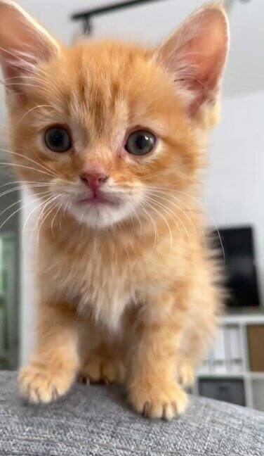 肖像可爱的小黄猫等待食物小条纹红猫坐在家里的沙发上边舔边看相机垂直镜头
