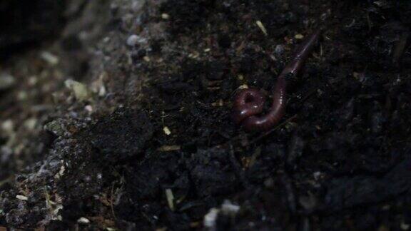 蚯蚓在粪肥中蠕动