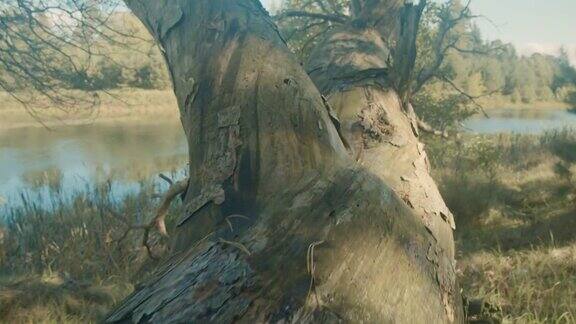 森林里河岸上一棵又老又大的橡树被风吹断了