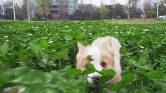 一家可爱的小狗柯基奔向摄像机在草地上