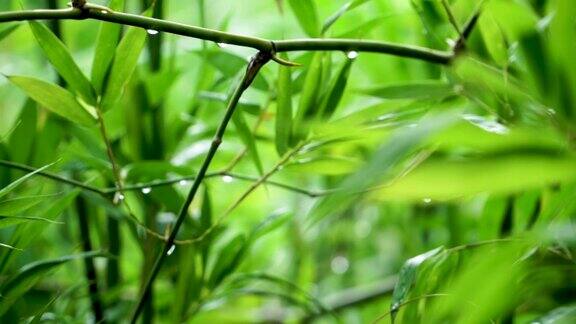 雨后竹叶