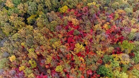 鸟瞰图多彩的秋天森林