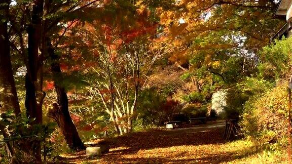 枫树公园秋景刮风日