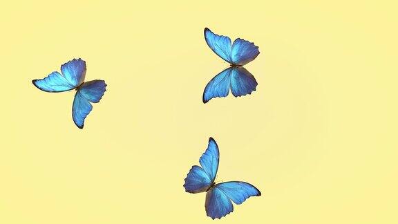 夏日蓝蝴蝶的飞翔蝴蝶在一个轻的背景三维渲染