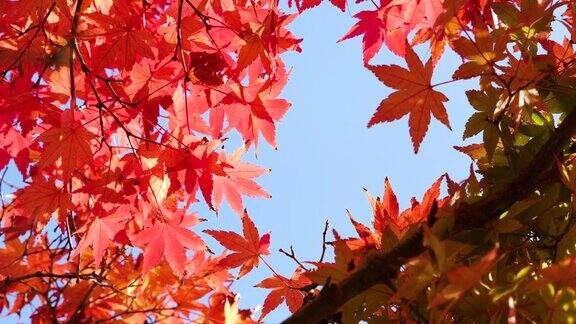 红色的树叶从正下方拍摄