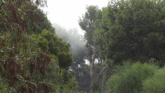 松树间的雾