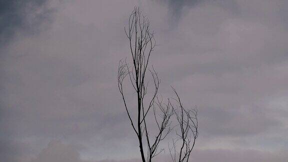 一棵孤零零的树映衬着阴沉的天空