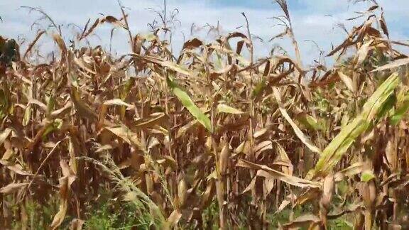 玉米田受到气候变化的影响
