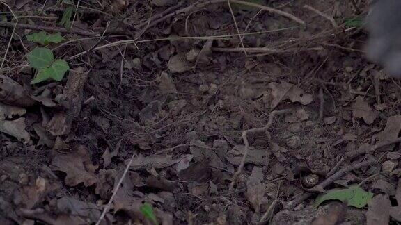 森林中收获黑松露的特写从地下挖出松露