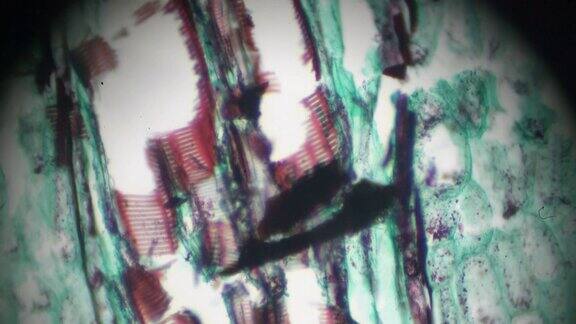 光镜下的蕨茎l.s.