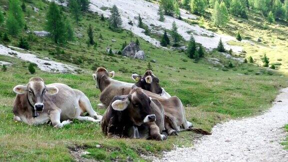 一群牛躺在山上的草地上