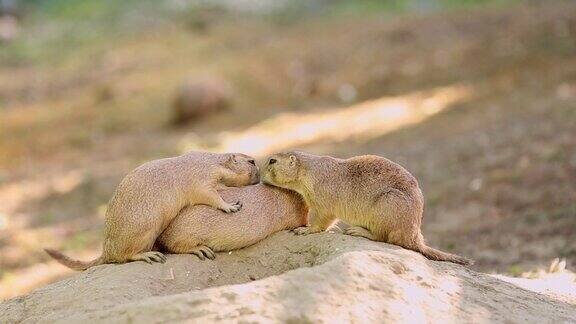 草原犬鼠两只土拨鼠相互拥抱亲吻恋爱中的草原犬鼠近距离
