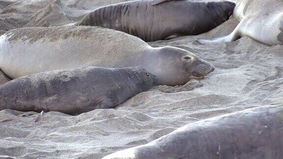 加利福尼亚海岸的象海豹