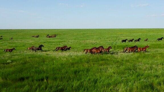 野马在美丽的绿草地上奔跑一群马野马在草原上奔跑的鸟瞰图慢动作10位彩色视频
