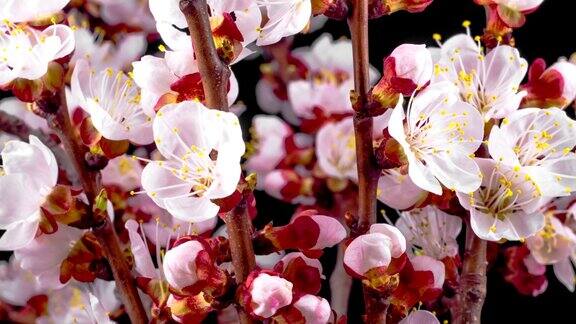 白色的花盛开在树枝樱桃树