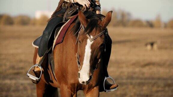漂亮女人骑马的特写年轻的女牛仔在户外棕色的马