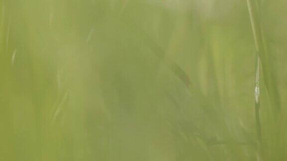 草地上的运动特写镜头穿过草地绿色的草地特写