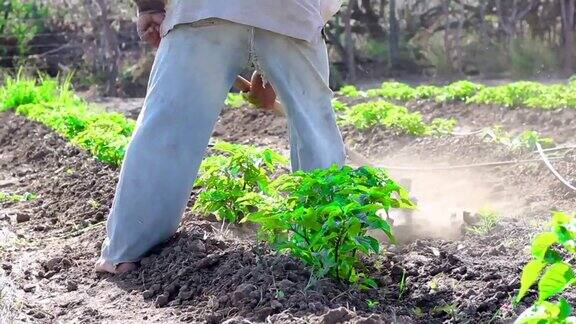 人类从事农业工作用锄头把泥土带到辣椒植株的茎上