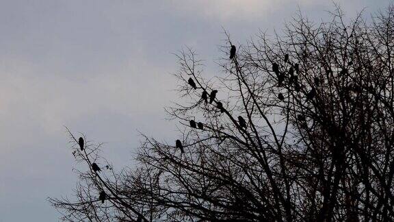黑乌鸦群剪影坐在树枝上