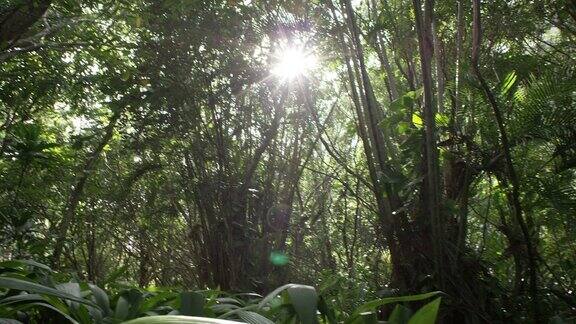 热带雨林乔木和灌木