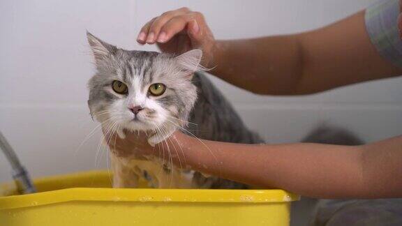 可爱的宠物猫在浴室洗澡