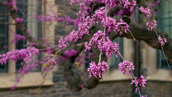 盛开的紫红色樱花树的动态视频樱花盛开的电影视频背景是模糊的建筑观樱赏樱春沁人心脾盛开的树