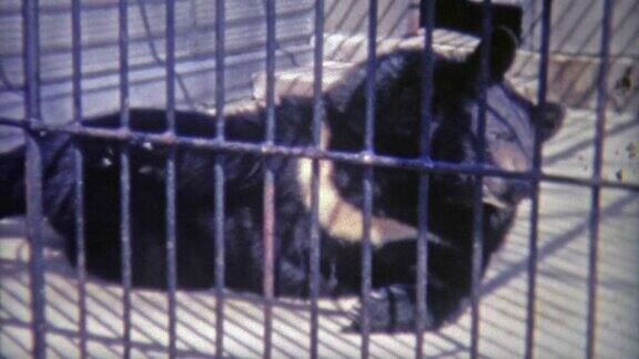 1973年:熊在不人道的小笼子里滚来滚去