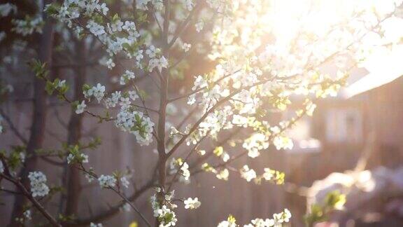 春天的背景是一棵开花的树