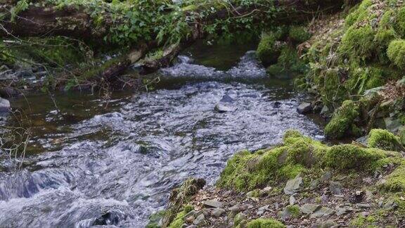 林地中有流水的小河岸