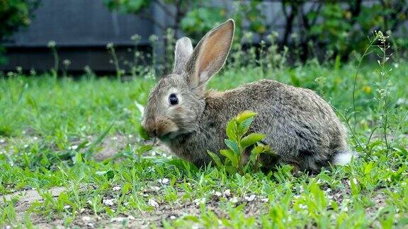 小兔子吃草