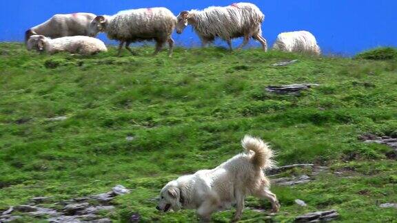 保护羊群的比利牛斯山狗比利牛斯法国
