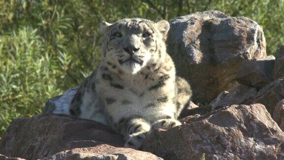 雪豹坐在岩石上盯着摄像机