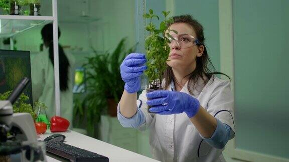 植物学家研究员为植物学实验测量树苗