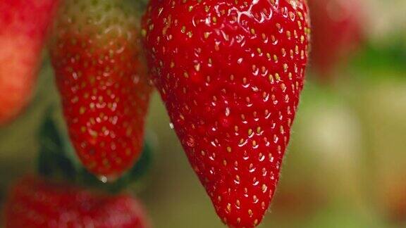 多汁的红色有机草莓