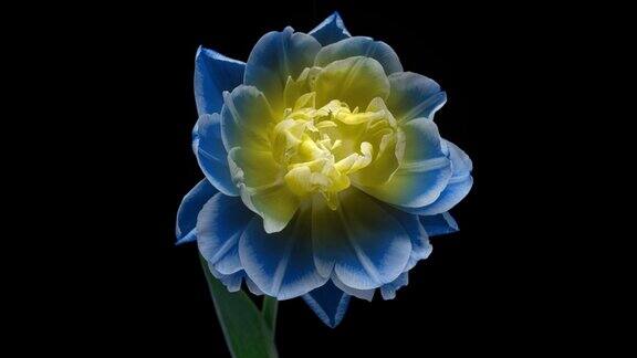 美丽的蓝色郁金香花在黑色背景的时间推移