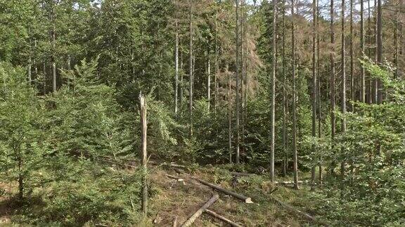 空中伐木工正在砍伐伐木地点的一棵树