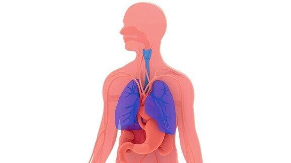 肺部和呼吸系统的三维动画显示呼吸的运动