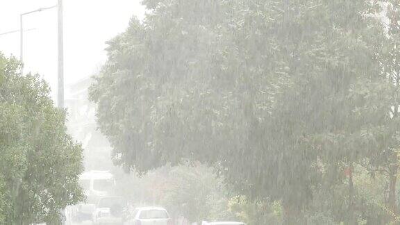 树在大雨中